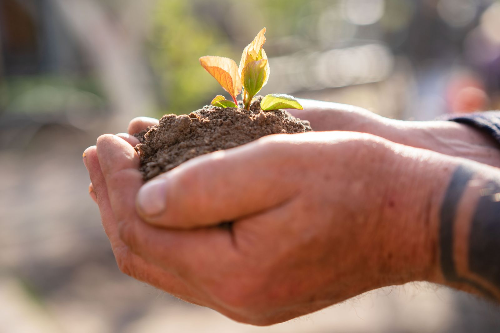 Duas mãos seguram terra com uma muda nova brotando, sob luz dourada